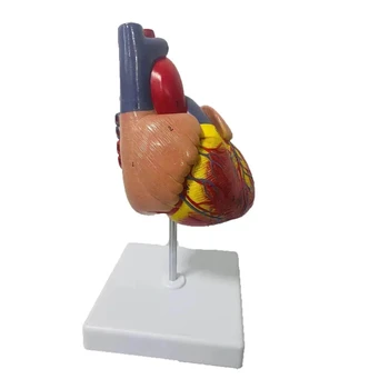 Модель анатомии человеческого сердца в натуральную величину 1: 1, медицинские учебные пособия